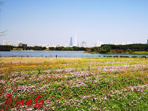 靓爆镜：繁花盛放，湿地花海喜迎春