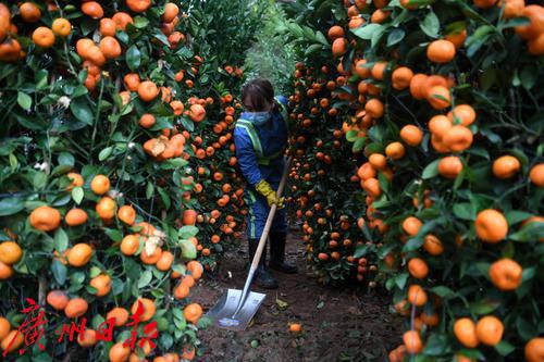 废弃年花年桔复种引领绿色低碳生活新时尚