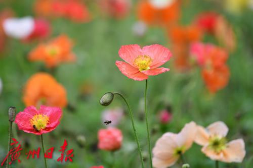 虞美人盛开的春天