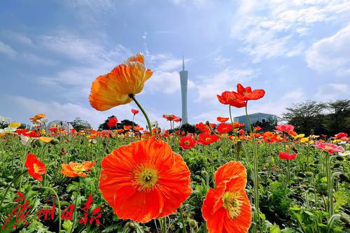 靓！广州虞美人进入盛花期啦