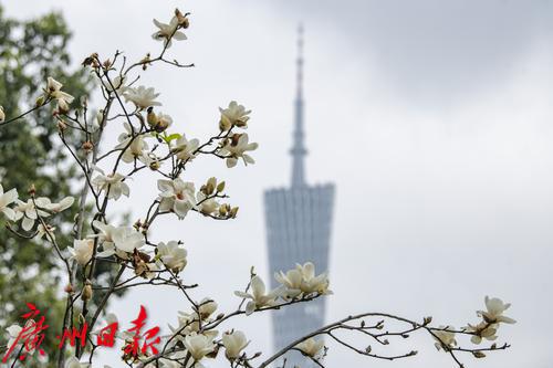 二沙岛玉兰迎春绽放