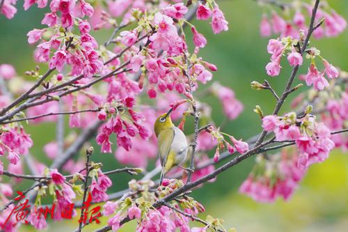 珠江公园樱花烂漫