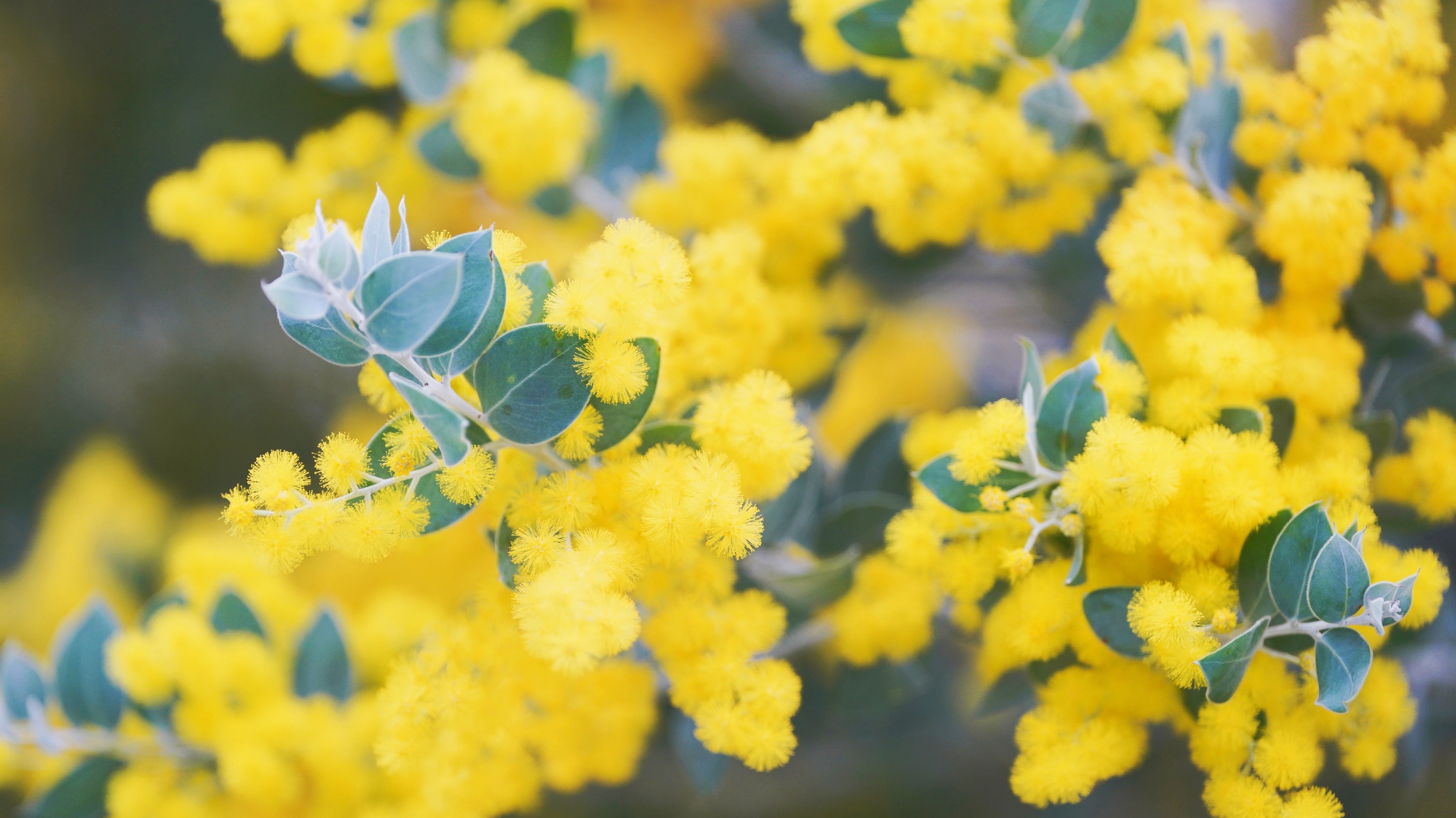 合欢花绽放，惊艳了春光！