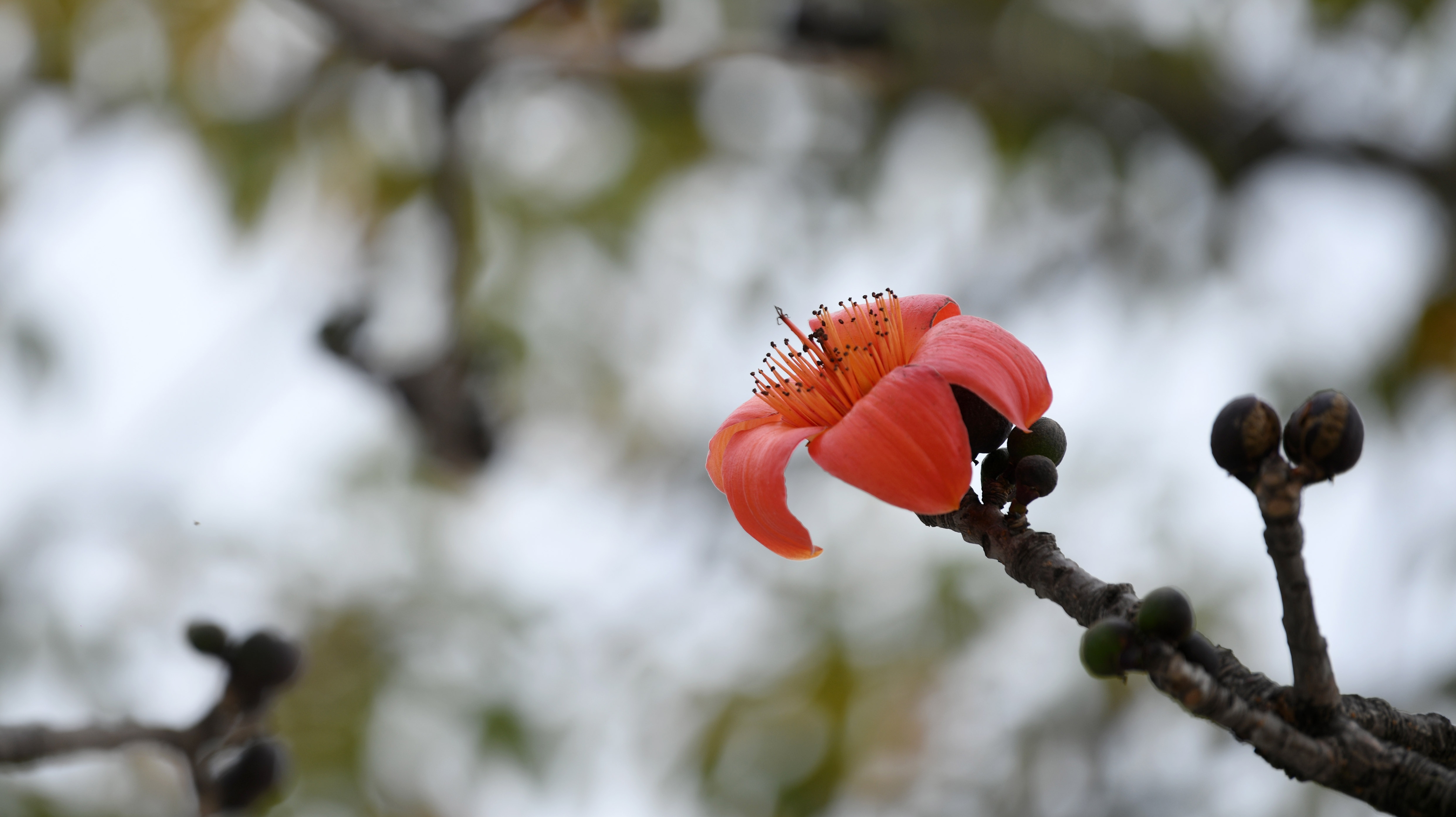 2023立春后，广州木棉花开早