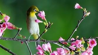 赏花时节，红樱翠鸟俏争春