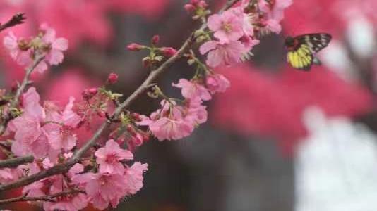 第十三届樱花文化旅游节在从化举办