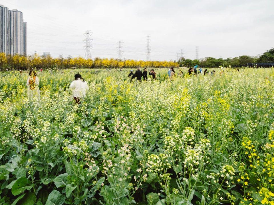 黄风铃、油菜花、草莓田……春天的海傍水乡太迷人了