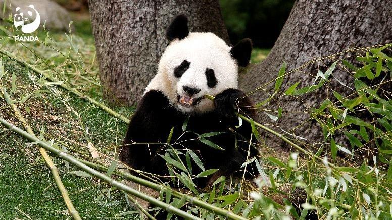 5只旅居西班牙大熊猫今日启程回国