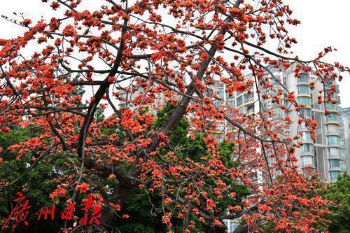 多图+视频｜天河区桃园路村口木棉树开花，满树红艳，街坊推窗可赏