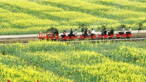 多图｜南沙大岗镇400亩油菜花正在绽放！还有稻田小火车可以坐