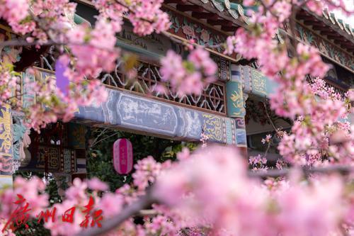 多图+视频｜宝墨园里的浪漫樱花被春风“唤醒”啦，好美！广州樱等你去赏