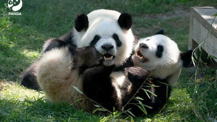 欢迎回家！旅西大熊猫“冰星”“花嘴巴”一家平安抵达成都
