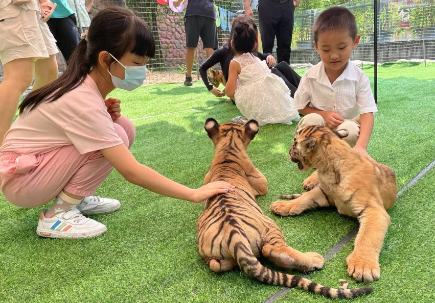 东莞首个动物幼儿园开园啦！国庆三只虎宝邀你来“撸猫”