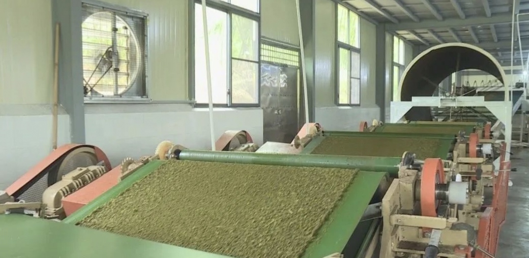 广东第一条红碎茶生产线在英德投产