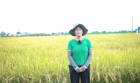 治荒地 平田坎 万亩金穗粒粒香