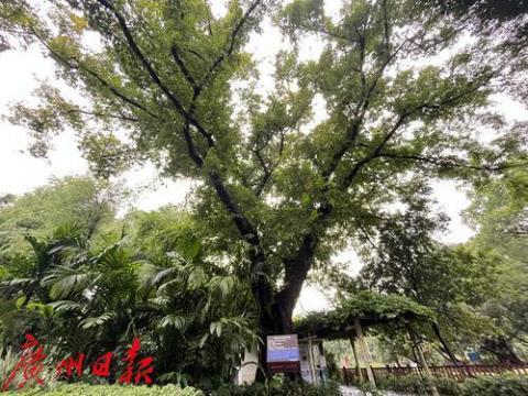 晓港公园百年古树枝繁叶茂