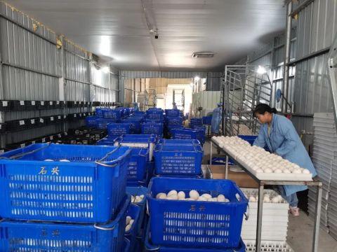 清新区小鹅苗“孵出”大产业