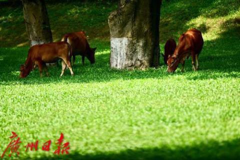 天气晴朗，群牛在阳光下自由吃草
