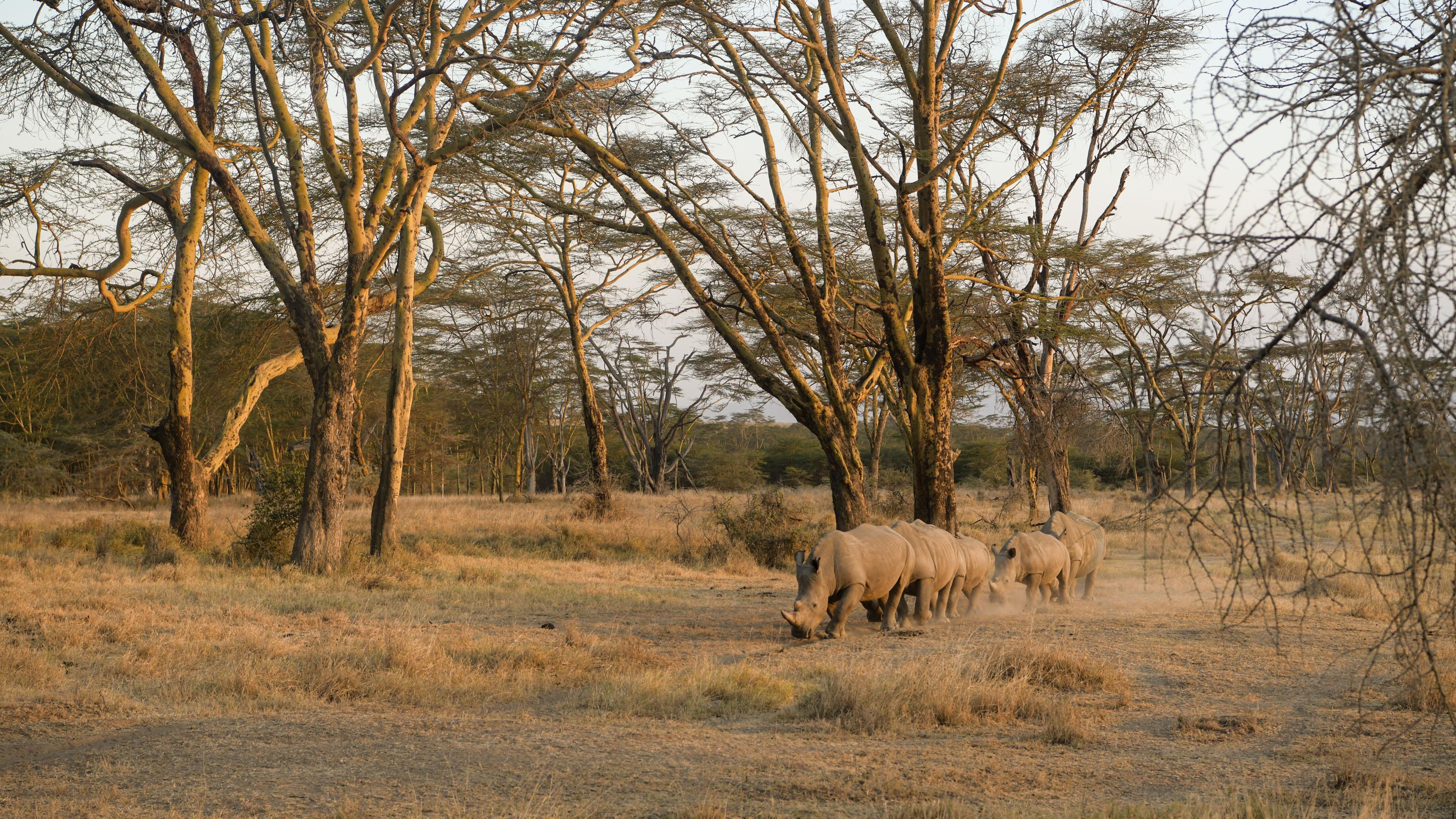 去年非洲犀牛数量回升，10多年来首次