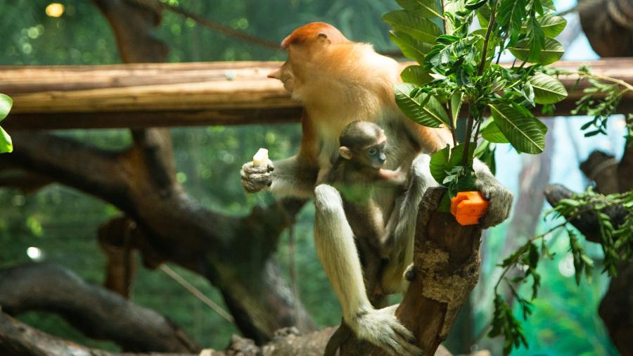 长隆“超级猿猴节”启动，新生长鼻猴宝宝名字揭晓