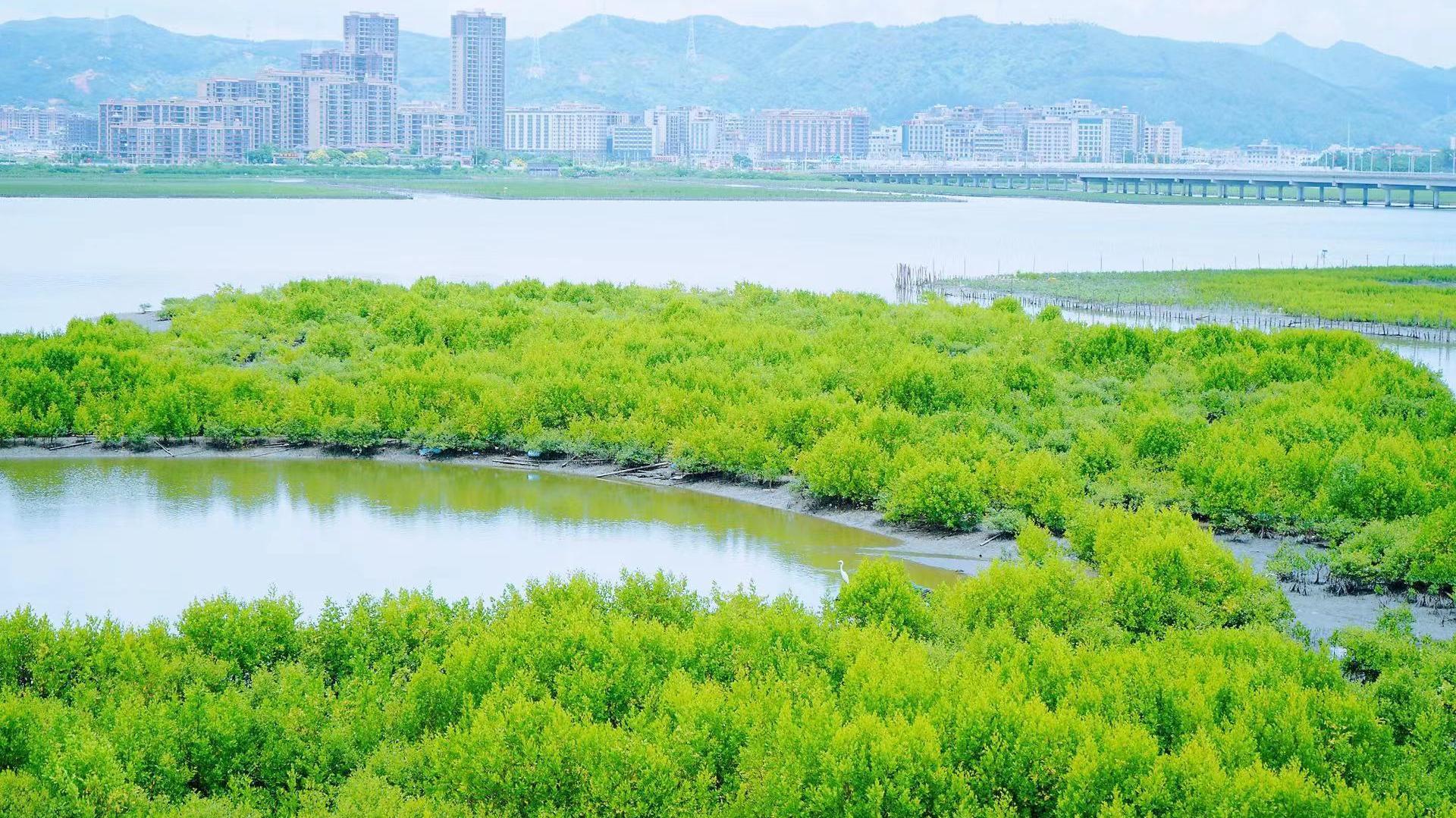 十年之功——惠东县海域从围网密布到红树成林