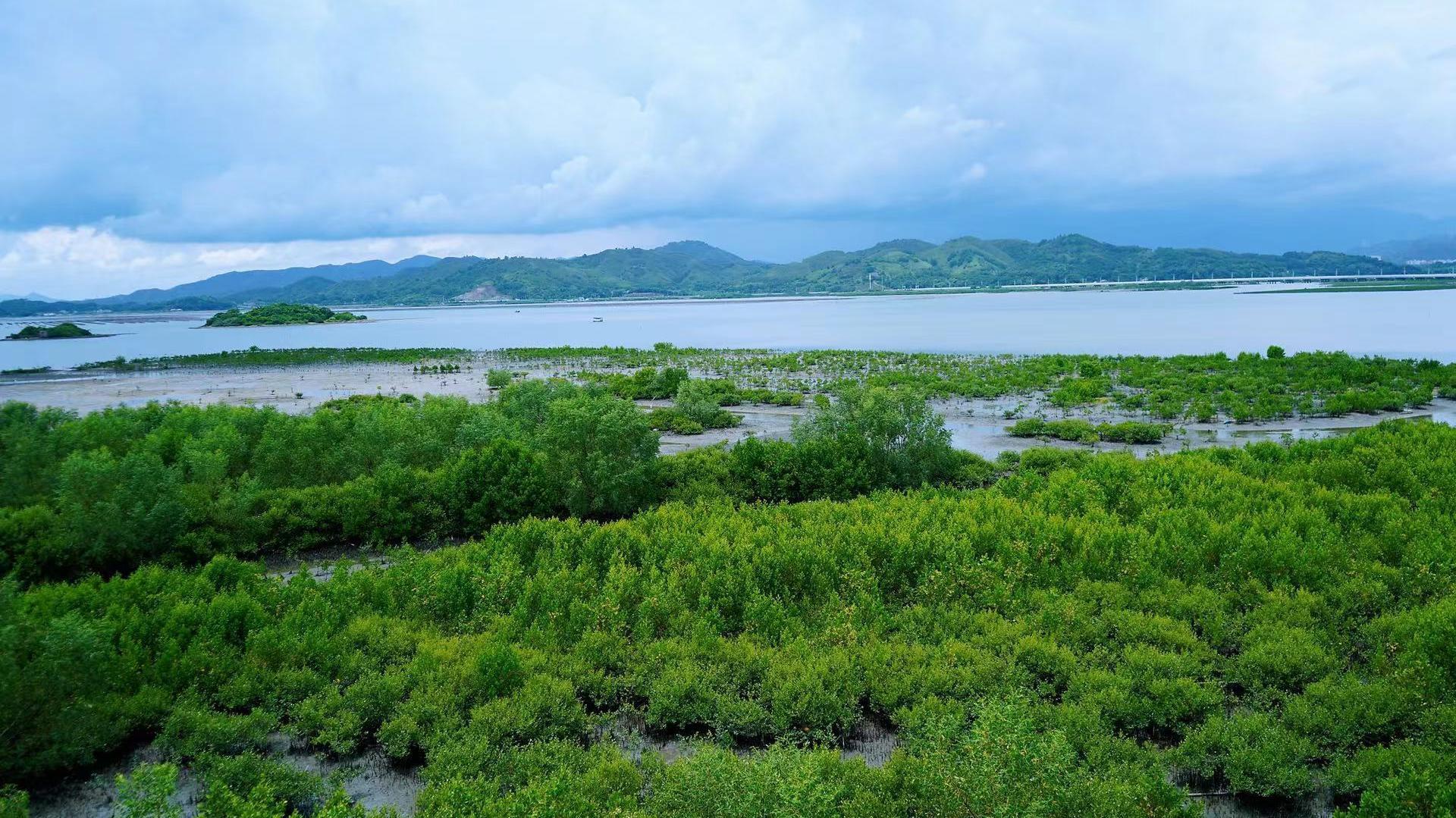 惠东万亩红树林建设 让老百姓见到好处是推进的关键