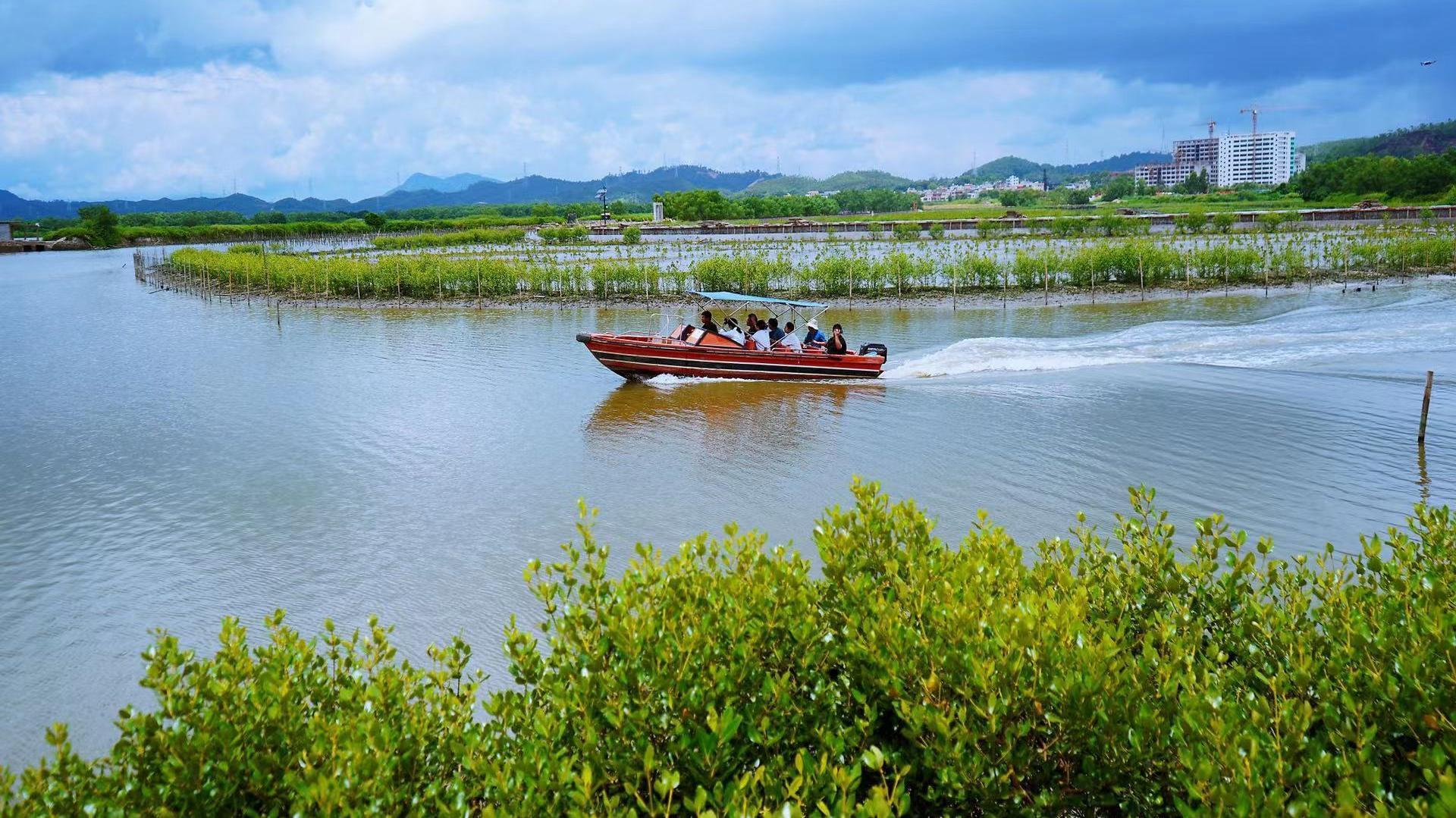 红树林挂钩建设用地指标——惠东获省内首笔红树林建设用地奖励