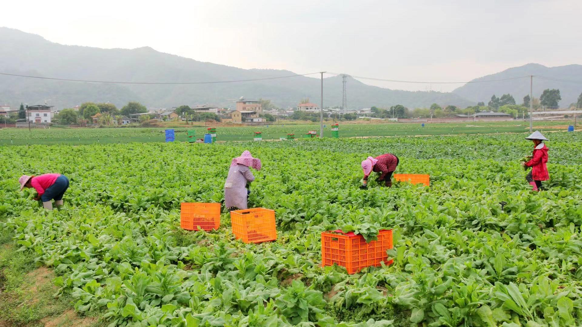土地如何流转？言出必践让村民乐意签约