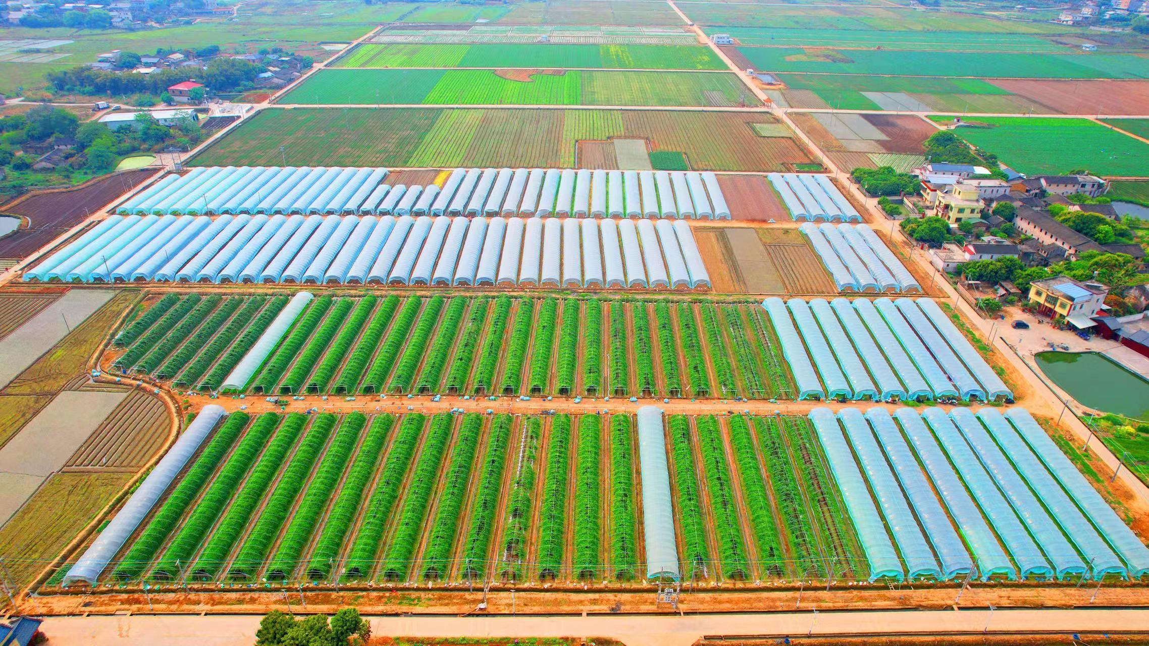 梅州蕉岭新铺镇 人均4分田整合成千亩良田