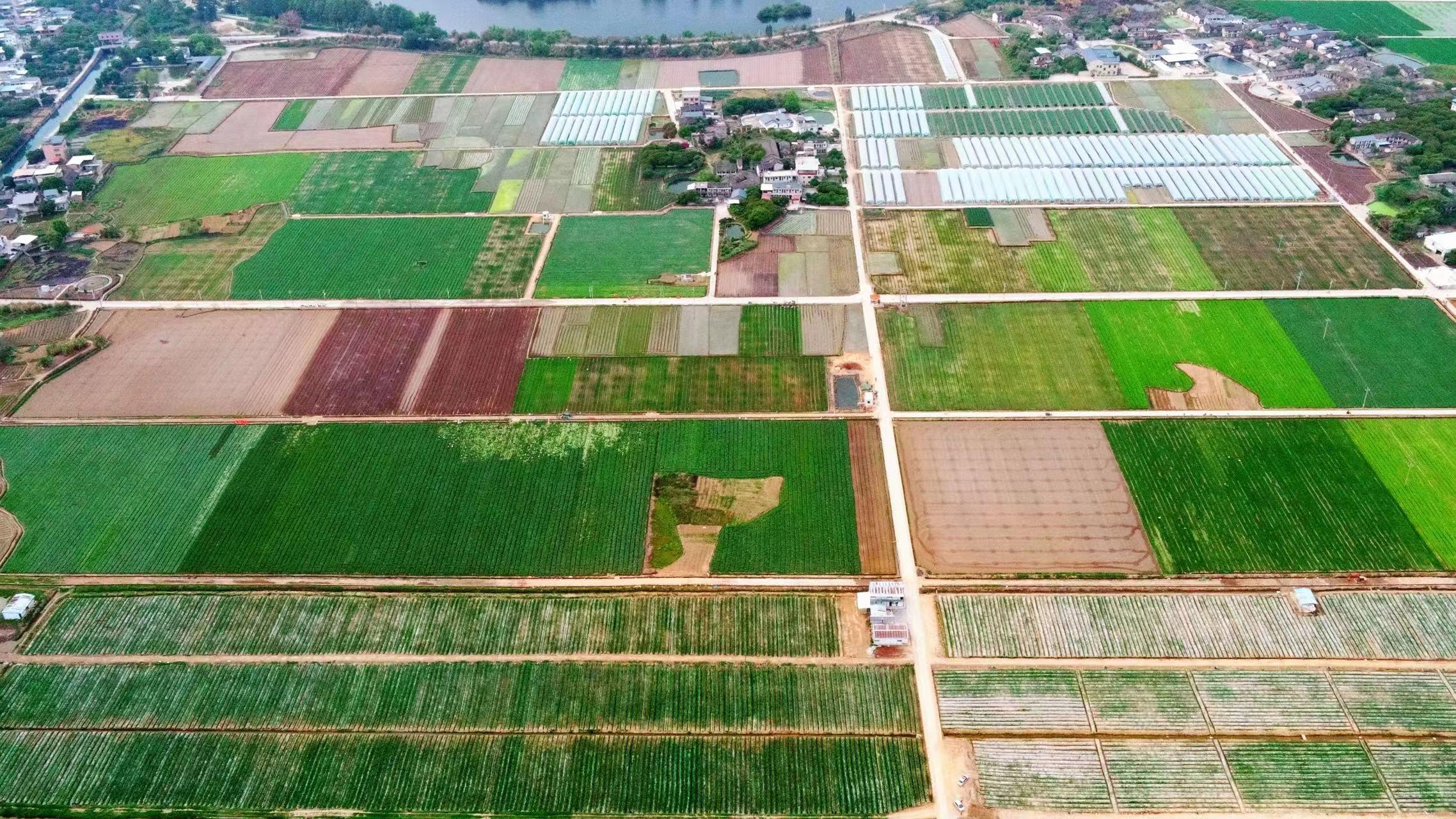 严格管控耕地“非粮化” 承包耕地必须种一季主粮