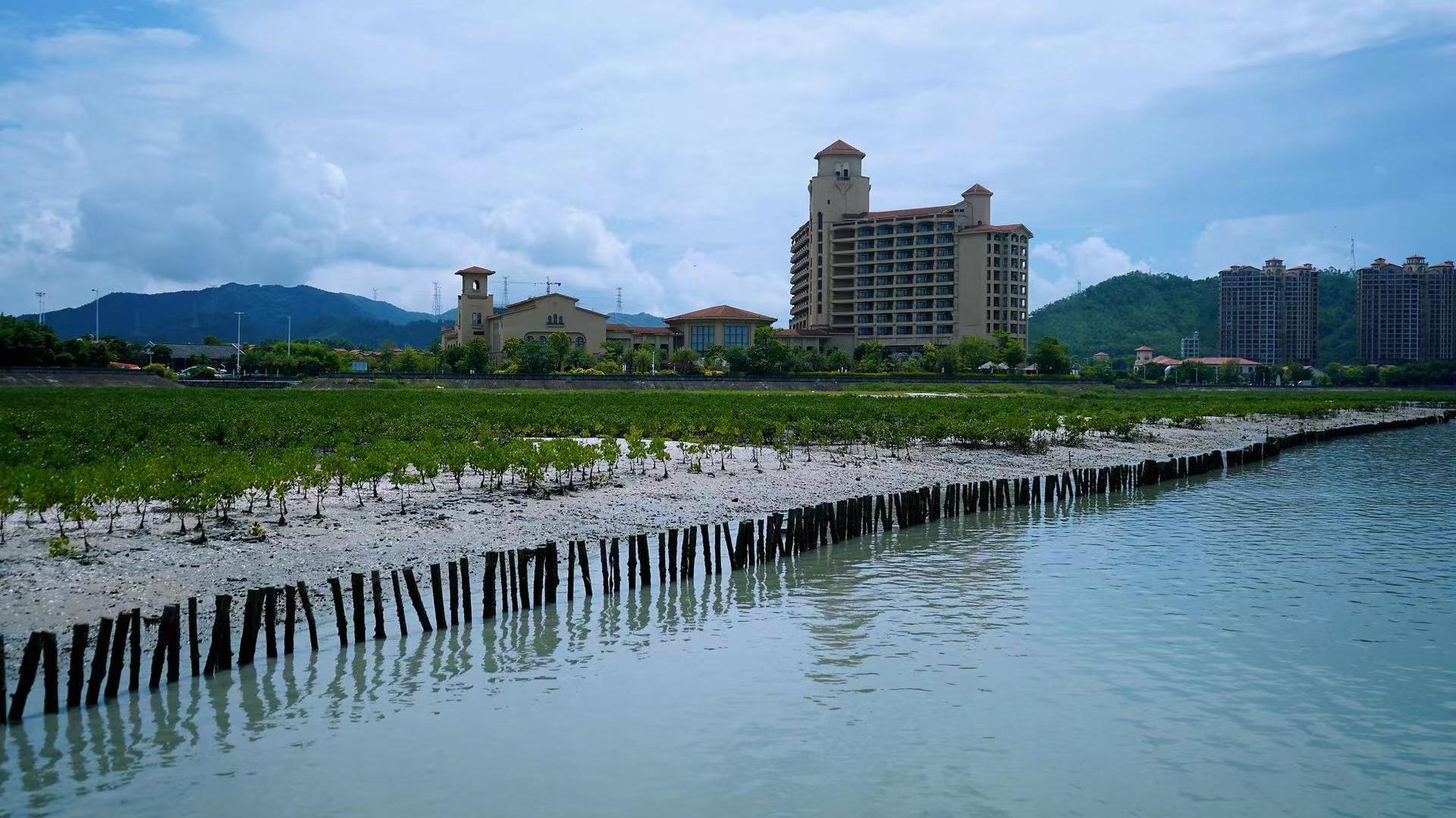 建立红树林种质资源圃 保护珍稀红树林资源