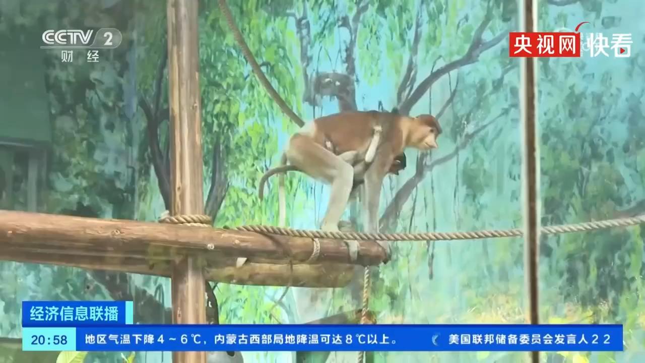 新生白日长鼻猴“森怡”在广州首次与公众见面