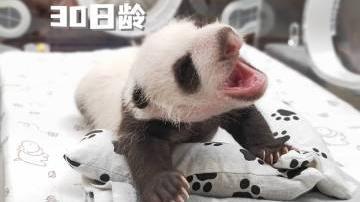可可爱爱！旅俄大熊猫丁丁的幼崽满月了