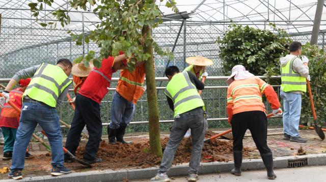 “绿美广东示范村”建设种下第一批树！花都今年已种植树木超3万株