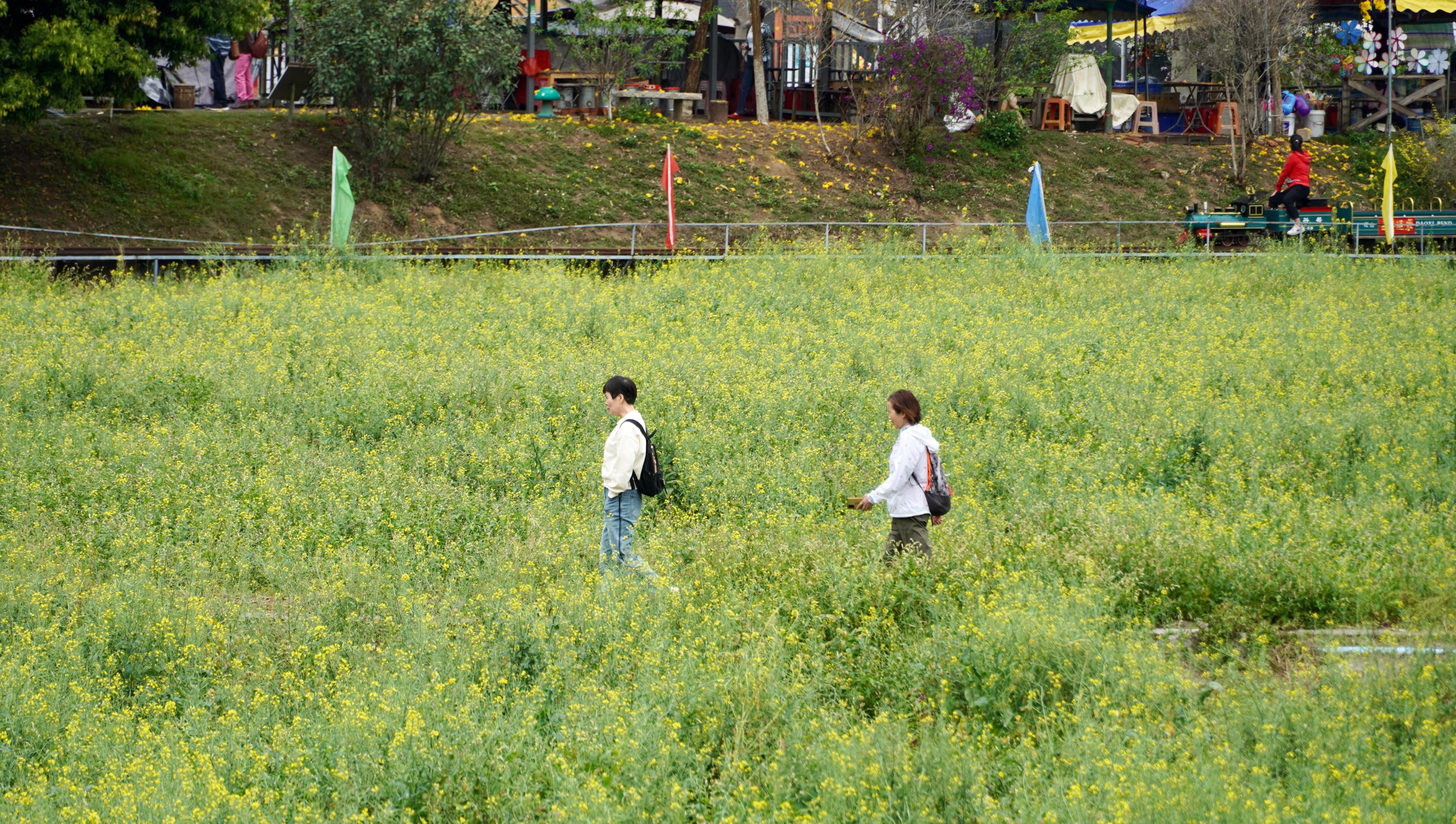 在油菜花海与山野步道间,开启花都梯面"醉氧"之旅