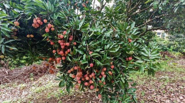 甜蜜“暴击”，趣味满满！增城荔城街这个荔枝采摘园，你打卡了吗？