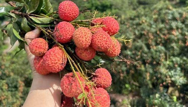 桂味、糯米糍、仙进奉......增城正果镇水口村的荔枝甜蜜上市！附购买联系方式